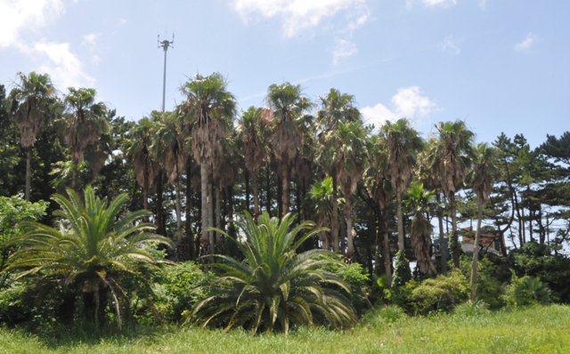 济州岛棕榈树的秘密