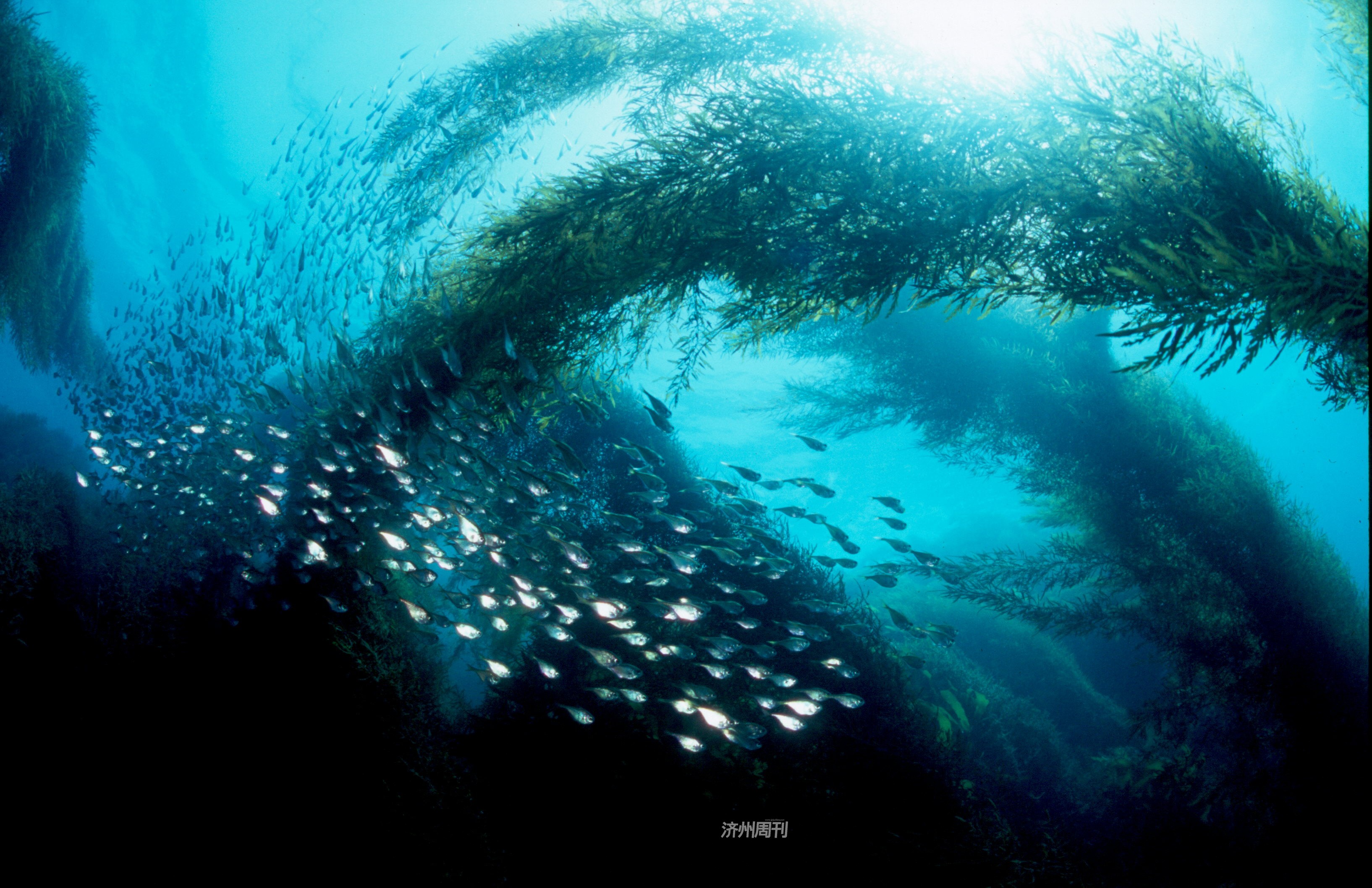森林里的鱼类跳水国际照片征集作品展