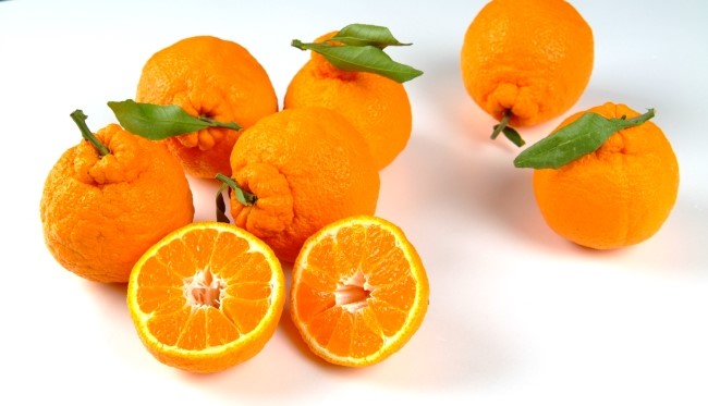 济州的代表水果“柑橘”---明明白白地吃！黄金香•千慧香•汉拿峰等橘子种类的区别
