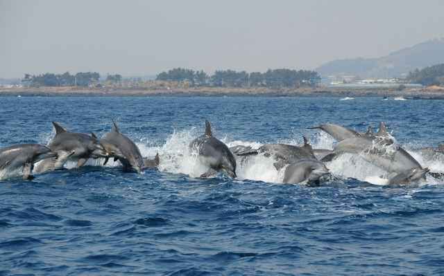 济州印太瓶鼻海豚2025年将被指定为国内第一个生态法人